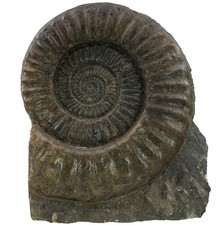 Lias  Standstück mit