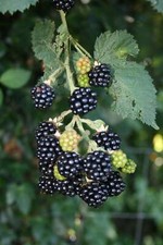 Brombeere 'Theodor Reimers'