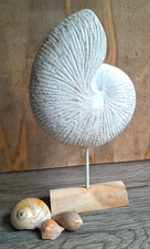 Nautilus muschel figur - nautilus,