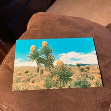 Desert yucca - desert,