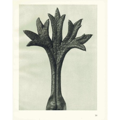 1929 saxifrage leaf druck - leaf,