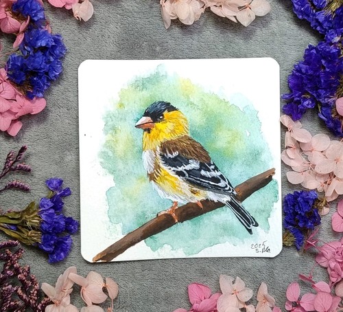 Erlenzeisig vogel aqurellbild - vogel,