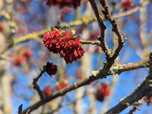 Eisenholzbaum parrotia - eisenholzbaum,,