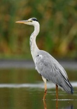 Wandbild: Graureiher (Ardea