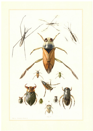 Wanzen heteroptera - wanzen,