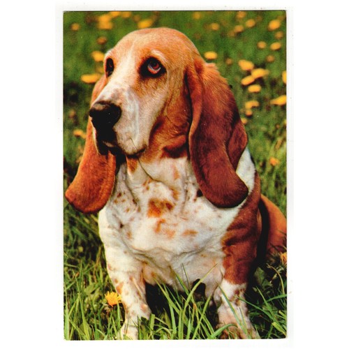 Hunde postkarte basset - postkarte,