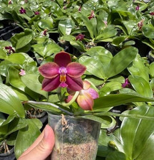 Taiwan Orchidee Phalaenopsis