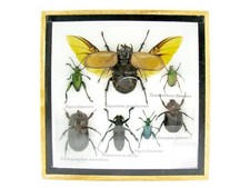 Einzelstück - echte