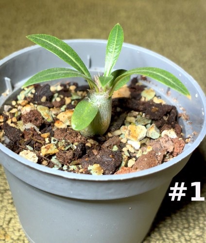 Pachypodium rosulatum