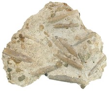 Keide  Schaustufe mit Belemnellocamax mammilatus  Belemnit  Ignaberga  KE37-7