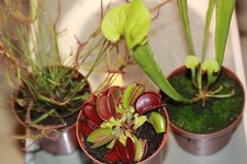 Fleischfressende Pflanzen, Dionaea, Sarracenia flava, Drosera binata.
