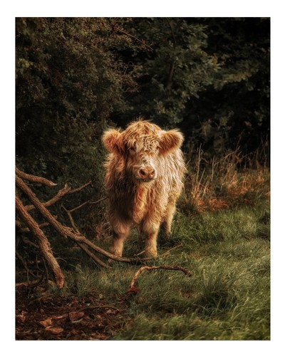 Highland-Kuh-Wandkunst