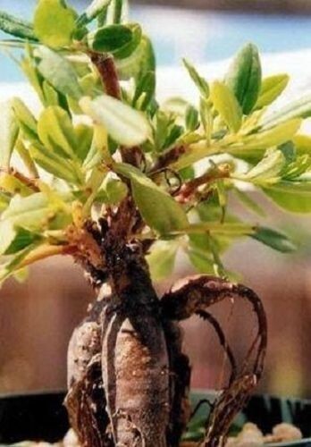 Ginseng gemüse gewürz - ginseng,