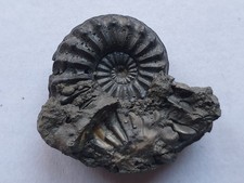 Pleuroceras spinatum -