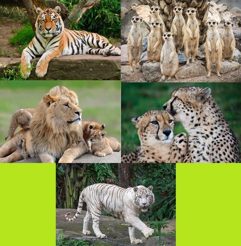 Ansichtskarte tiger löwe - d,