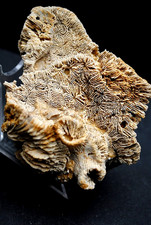 Fossilien, Korallen und Seeigel aus den "Nattheimer Schichten" vom Sammler