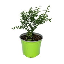 Kaviarlimette fingerlimette - -,