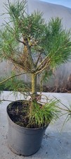 Bonsai,  Kiefer, Pinus sp. im