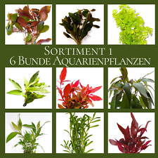 6 Bunde Aquariumpflanzen - schönes buntes Pflanzen Sortiment für 60L Aquarium