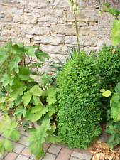 BUCHSBAUM Kegel ca. 50-60 cm an Selbstausgraber