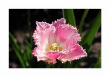 10x crispa tulpen queensland - 10x,
