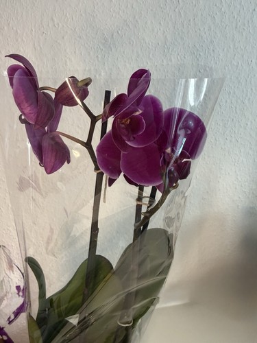 Schmetterlingsorchideen