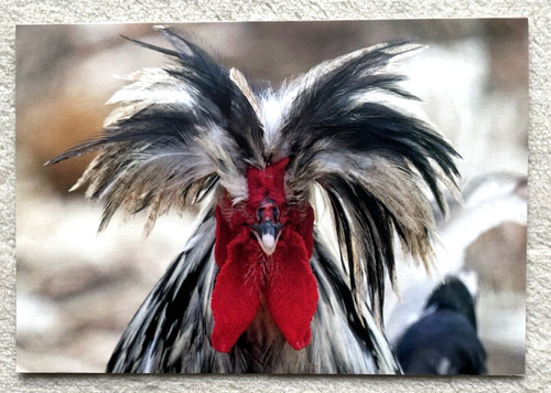 Postkarte haubenhuhn - ak,