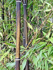 SAMEN schwarze Bambus grüne