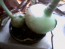 Mini - Zwiebelchen Heilzwiebel ♥ ornithogalum Meer zwiebel selten ♥ SALE ♥