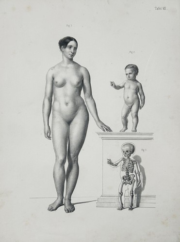 Medizin anatomie anatomy - medizin,