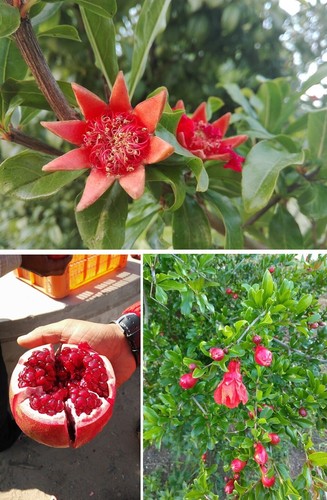 Granatapfel baum samen - granatapfel,