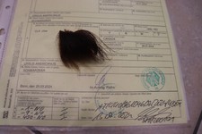 Schwarzbärkralle Bärenkralle