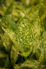 Aucuba japonica 'Variegata'