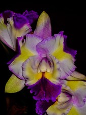 Cattleya siam color rainbow - siam,