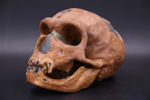 Replika schädel neandertaler - replika,