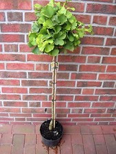 Ginkgo mariken kugelbaum - ginkgo,