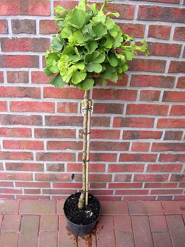 Ginkgo mariken kugelbaum - ginkgo,