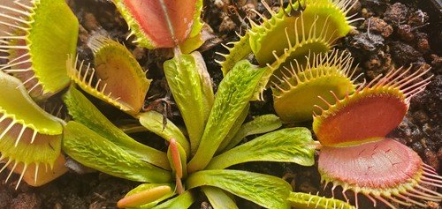Dionaea muscipula aspera - muscipula,
