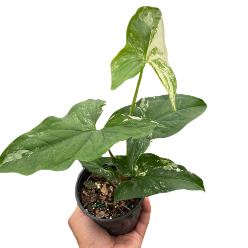 Syngonium albo variegata - syngonium, variegata'