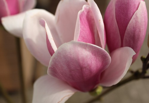 Großblütige magnolie - magnolie,