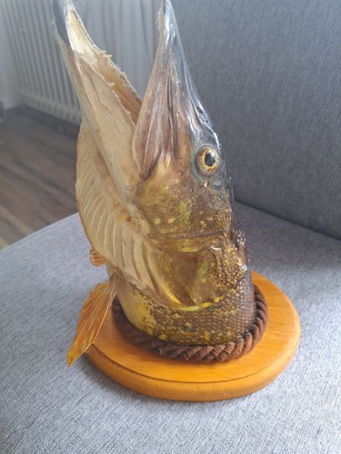 Tierpräparat hechtkopf 26cm - tierpräparat,