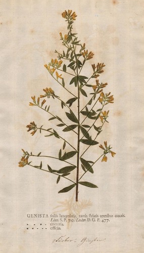 Genista ginster broom - genista,