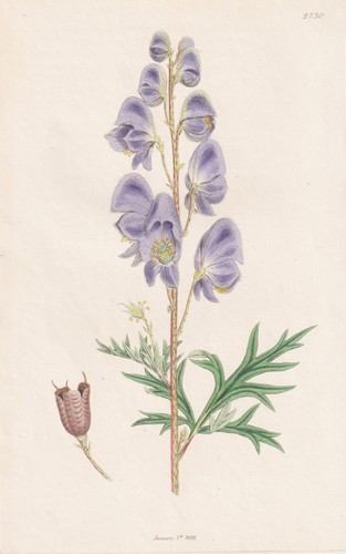 Aconitum napellus blauer - aconitum,