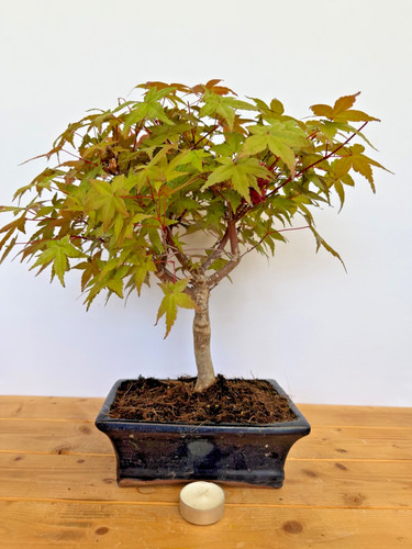 Bonsai acer palmatum deshojo - bonsai,