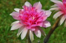 Echinopsis Hybr. Kaktus Tricho. Hybride  * Wandelrose  *