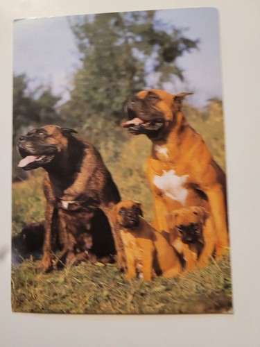Boxer mit welpen - boxer,