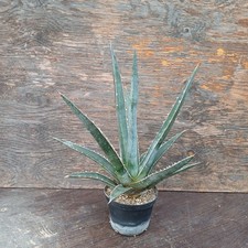 Agave lechuguilla f. azurea nice patina