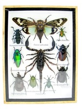 Einzelstück - echte