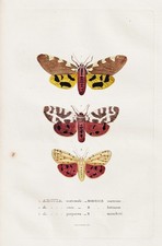 Augsburger Bär tiger moth