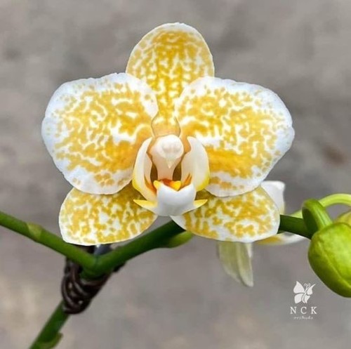 Phalaenopsis rancho bariloche - phalaenopsis,